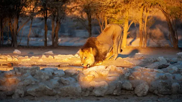 Lew Panthera Leo Kgalagadi Transfrontier Park Republika Południowej Afryki — Zdjęcie stockowe