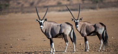 Gemsbok (Oryx gazella) Kgalagadi Transfrontier Park, Güney Afrika