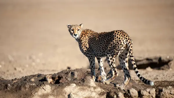 Cheetah Acinonyx Jubatus Kgalagadi Transfrontier Park Sudáfrica —  Fotos de Stock