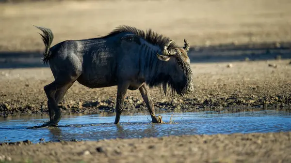 Blue Wildebeest Connochaetes Taurinus Kgalagadi Transfrontier Park Zuid Afrika — Stockfoto