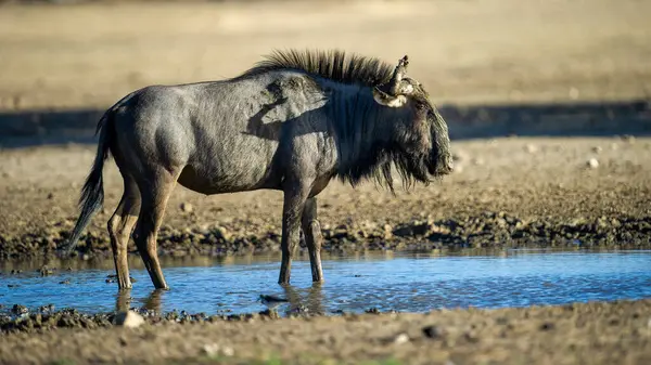 Blue Wildebeest Connochaetes Taurinus Διασυνοριακό Πάρκο Kgalagadi Νότια Αφρική — Φωτογραφία Αρχείου