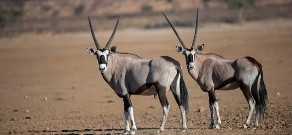 Gemsbok Oryx Gazella Kgalagadi Transfrontier Park Güney Afrika — Stok fotoğraf