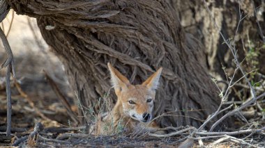 Black-backed jackal (Canis mesomelas) Kgalagadi Transfrontier Park, South Africa clipart
