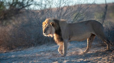 Lion (Panthera leo) Kgalagadi Transfrontier Park, Güney Afrika