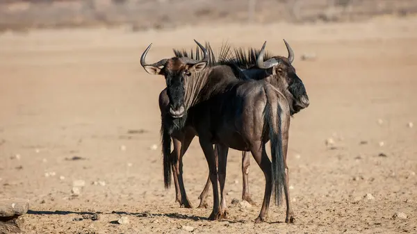 Blue Wildebeest Connochaetes Taurinus Kgalagadi Transfrontier Park South — Stock fotografie