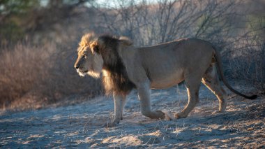   Lion (Panthera leo) Kgalagadi Transfrontier Park, South Africa clipart