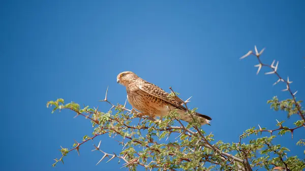 Greater Kestrel Falco Rupicoloides Διασυνοριακό Πάρκο Kgalagadi Νότια Αφρική — Φωτογραφία Αρχείου