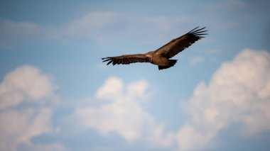 Beyaz sırtlı Akbaba (Gyps africanus) Kgalagadi Transfrontier Park, Güney Afrika