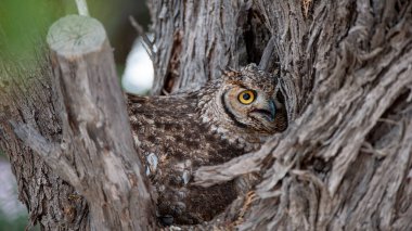 Benekli Kartal Baykuşu (Bubo africanus) Kgalagadi Sınır ötesi Parkı, Güney Afrika