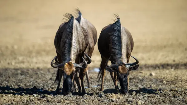 Blue Wildebeest Connochaetes Taurinus Kgalagadi Transfrontier Park Zuid Afrika — Stockfoto