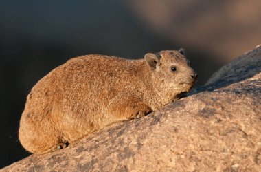 Rock Dassie, ( Procavia capensis, )  Augrabies National Park, south Africa clipart