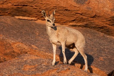 Klipspringer (Oreotragus oreotragus) Augrabies Ulusal Parkı, Güney Afrika