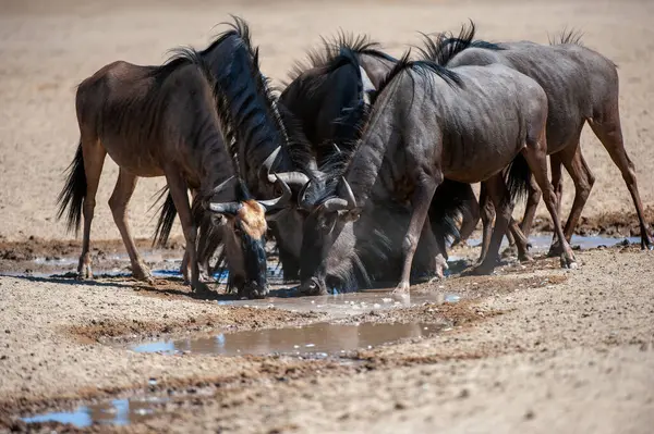   Mavi Antilop (Connochaetes taurinus) Kgalagadi Transfrontier Park, Güney Afrika