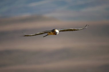 Sakallı Akbaba (Gypaetus Barbatus) Dev Şato Drakensberg, Güney Afrika