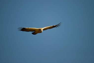 Cape Vulture (Gyps kopprotheres) Devler Kalesi Drakensberg, Güney Afrika