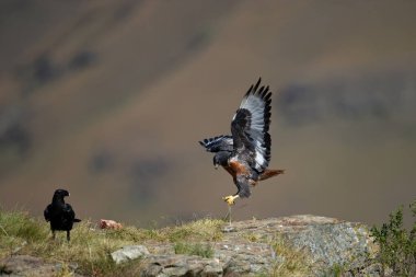  Çakal Şahini (Buteo rufofuscus) Dev Şato Drakensberg, Güney Afrika