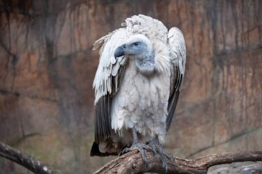 Cape Vulture ( Gyps coprotheres ) Giants Castle Drakensberg, Souith Africa clipart