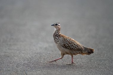 Crested Francolin (Dendroperdix sephaena) Pilanesberg Ulusal Parkı, Güney Afrika 