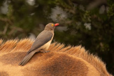 Red-billed Oxpecker ( Buphagus erythrorhynchus ) Pilanesberg National Park, South Africa  clipart