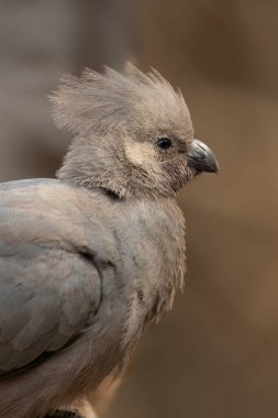 Grey Go-away-bird (Crinifer concolor) Pilanesberg Doğa Rezervi, Güney Afrika