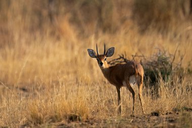Steenbok (Raphicerus campestris) Pilanesberg Doğa Rezervi, Güney Afrika 