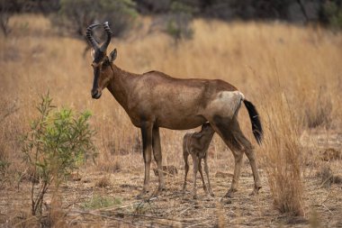 Kırmızı Antilop (Alcelaphus buselaphus) Pilanesberg Doğa Rezervi, Güney Afrika