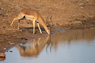 Impala (Aepyceros melampus) Pilanesberg Doğa Rezervi, Güney Afrika