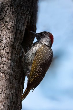 Golden-tailed Woodpecker ( Campethera abingoni ) Pilanesberg Nature Reserve, South Africa clipart