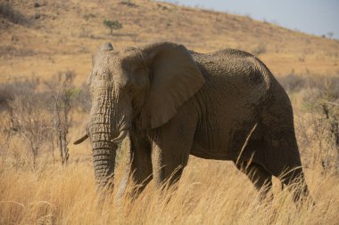 Çamurla kaplı Afrika Fili