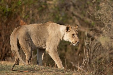 Dişi aslan kalkıp yürüdü.