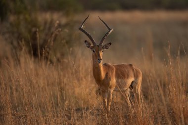 Impala (Aepyceros melampus) Pilanesberg Doğa Rezervi, Güney Afrika