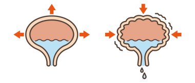 Organ mesanesinin vektör çizimi