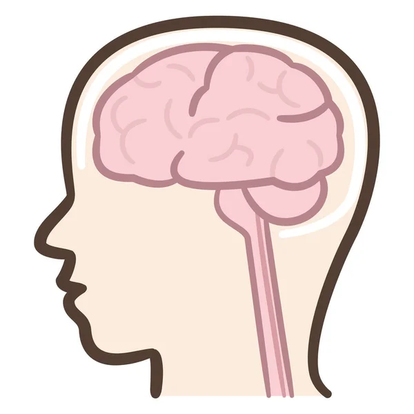 Ilustración Vectorial Del Cerebro Órganos — Archivo Imágenes Vectoriales