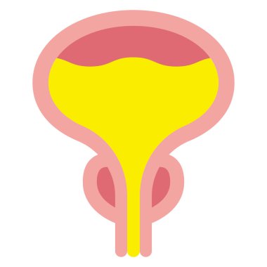 Prostat ve mesanenin vektör çizimi