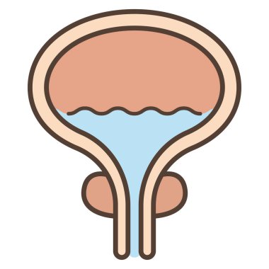 Prostat ve mesanenin vektör çizimi