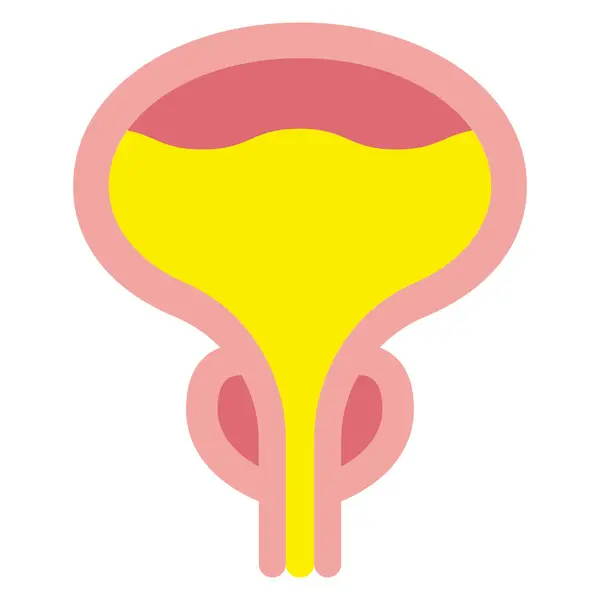 Illustration Vectorielle Prostate Vessie — Image vectorielle