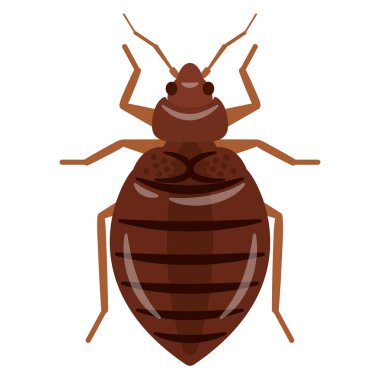 Tahtakurusunun vektör illüstrasyonu