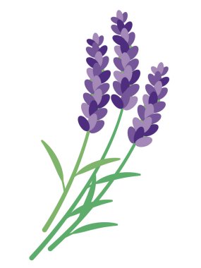 Lavanta basit vektör illüstrasyonu