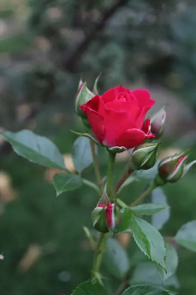 Rosa Roja Jardín —  Fotos de Stock