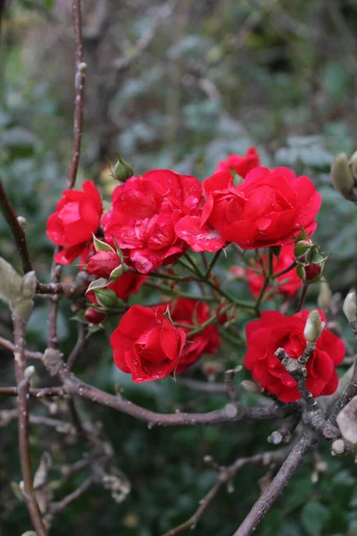 Rosa Roja Jardín — Foto de Stock