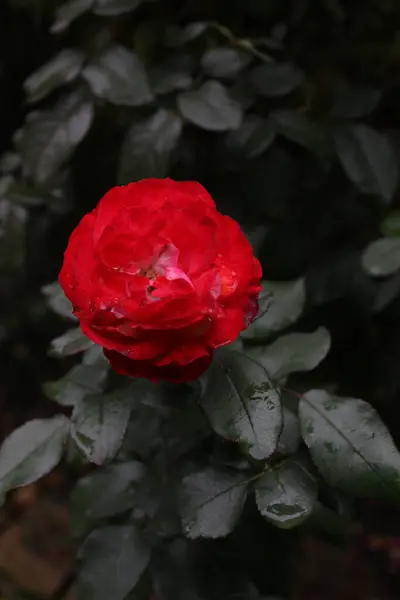 Röd Blomma Trädgården — Stockfoto