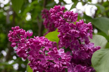 Kyiv 'de güzel leylak