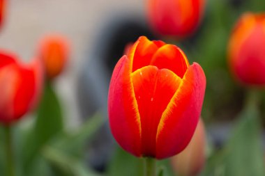 Kyiv 'de güzel laleler