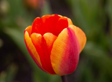 Kyiv 'de güzel laleler