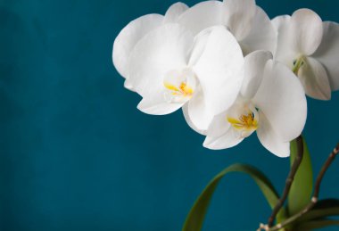 Beyaz orkidenin güzel çiçekleri. Aquamarine geçmişi. - Yakın çekim. Metin için boşluk