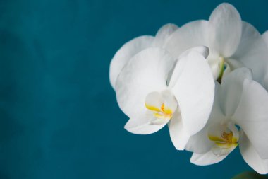 Beyaz orkidenin çiçek açan güzel çiçeklerine yakın çekim. Aquamarine geçmişi. Metin için boşluk