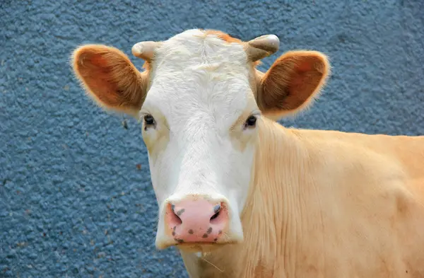 Gri arka plandaki kameraya bakan inek portresi