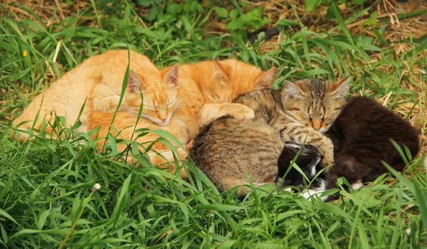 Dört kedi yeşil çimlerin üzerinde birlikte uyuyorlar.