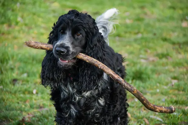 Çimlerin üzerinde dişlerinde bir sopayla cocker spaniel.
