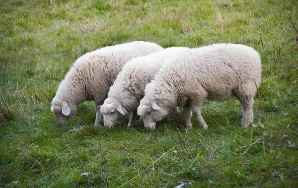 Üç beyaz koyun çayırda yeşil ot yiyor.